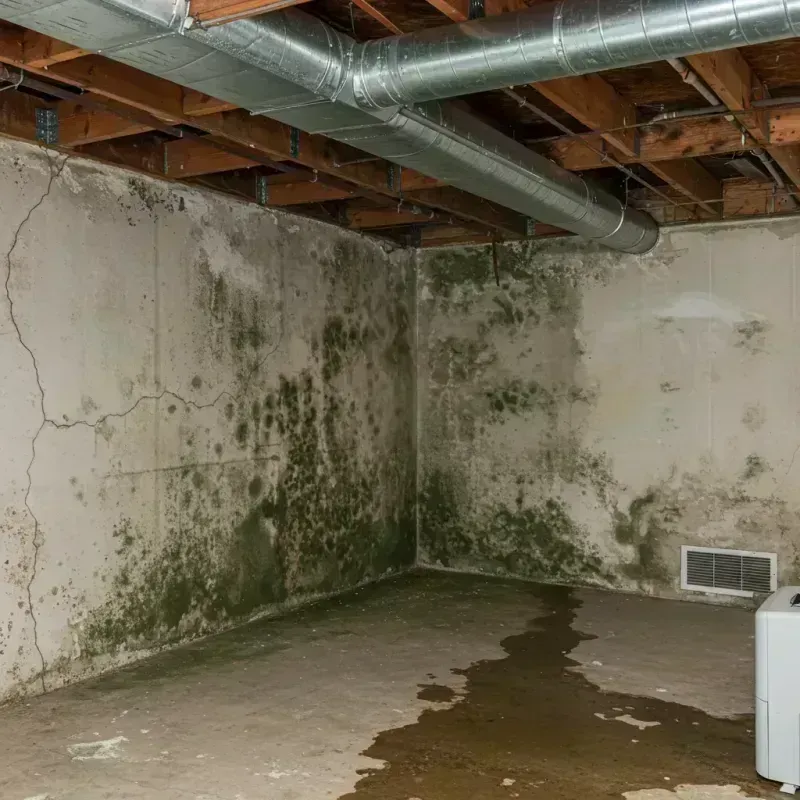 Professional Mold Removal in Fearrington Village, NC